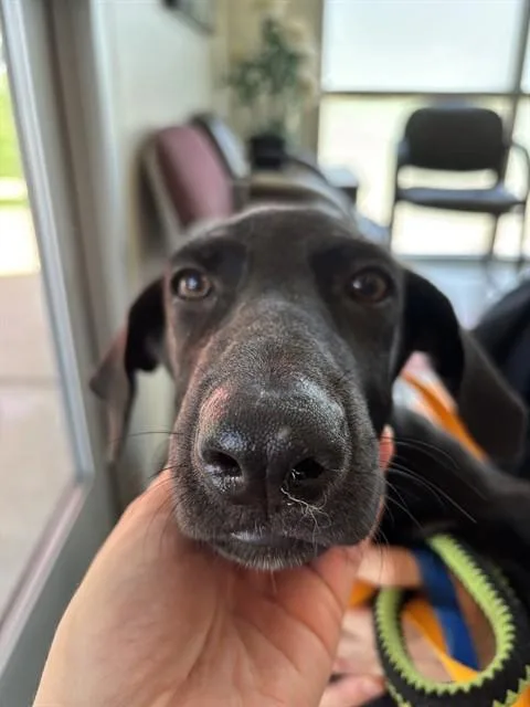 A baby large-sized female Labrador Retriever dog named Matcha A for adoption in Plano, TX