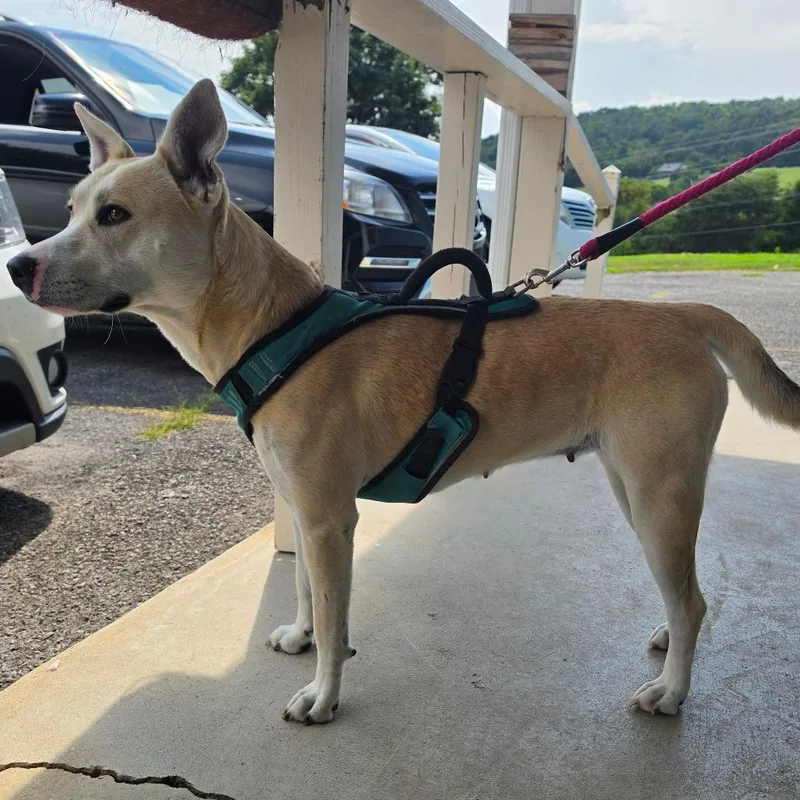 An adult medium-sized female White / Cream Mixed Breed dog named Sally for adoption in Jefferson city, TN