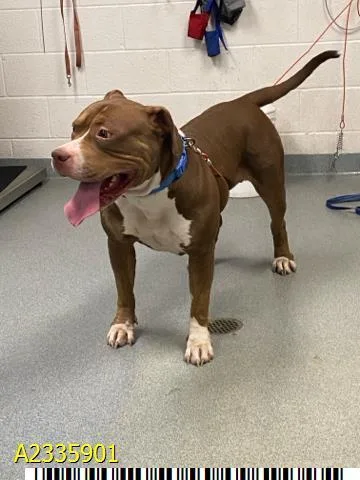 A young extra large-sized female Mixed Breed dog named Lil Bertha for adoption in West Palm Beach, FL