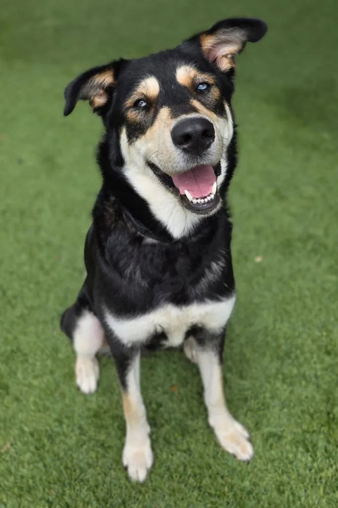 A young large-sized female Husky dog named June for adoption in Little Elm, TX