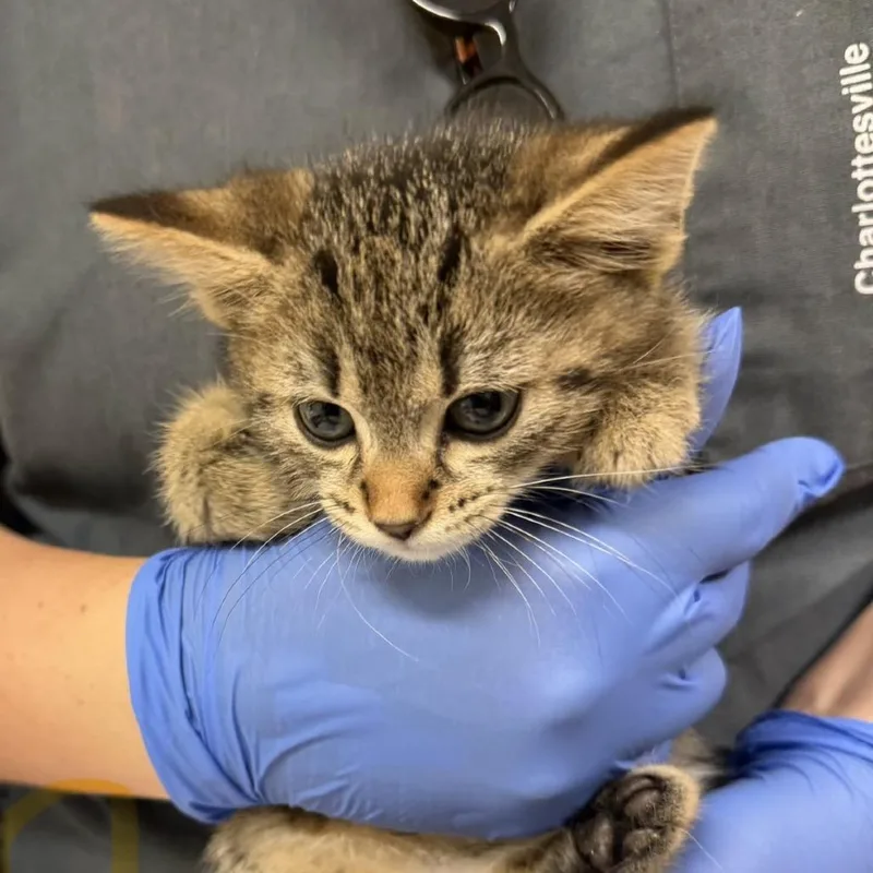 A baby small-sized male Black Domestic Short Hair cat named Parmesan for adoption in Charlottesville, VA