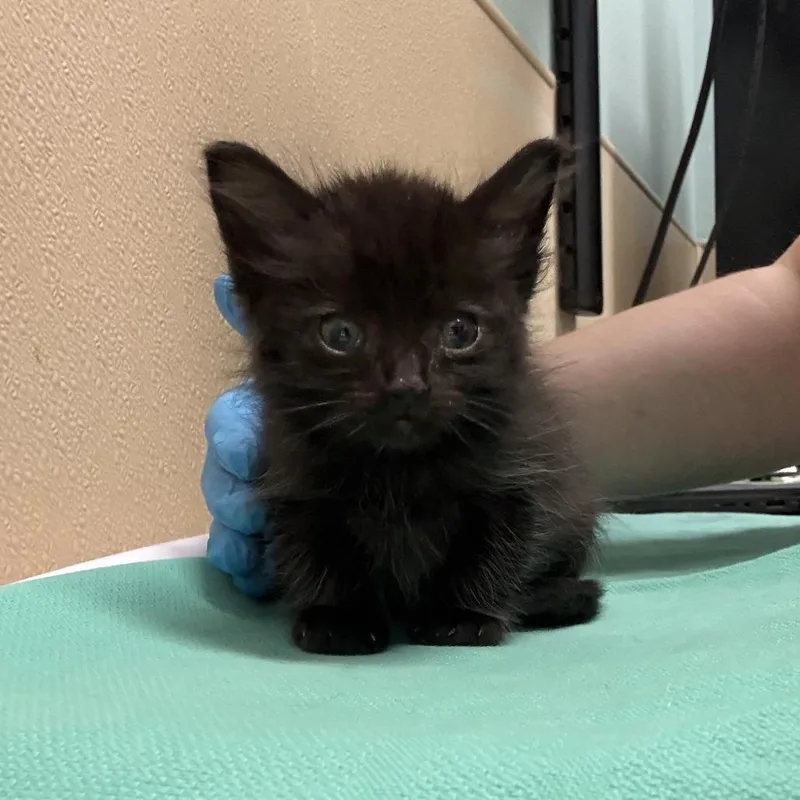 A baby small-sized male Domestic Medium Hair cat named Luther for adoption in Tacoma, WA
