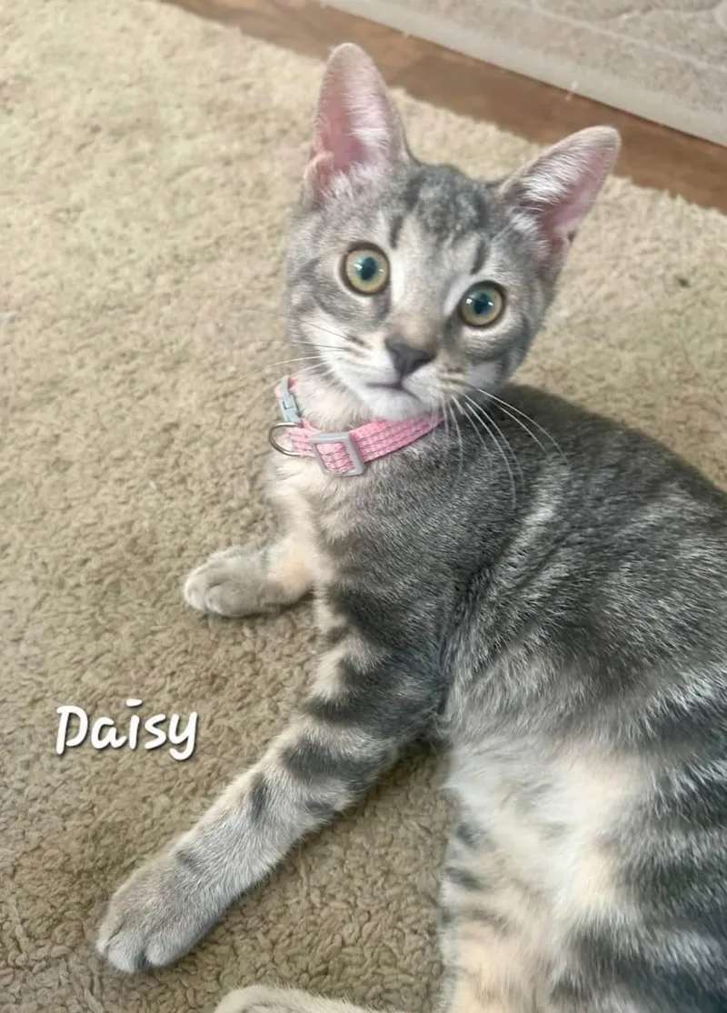 A baby small-sized female Tabby (Gray / Blue / Silver) Domestic Short Hair cat named Daisy for adoption in Catasauqua, PA