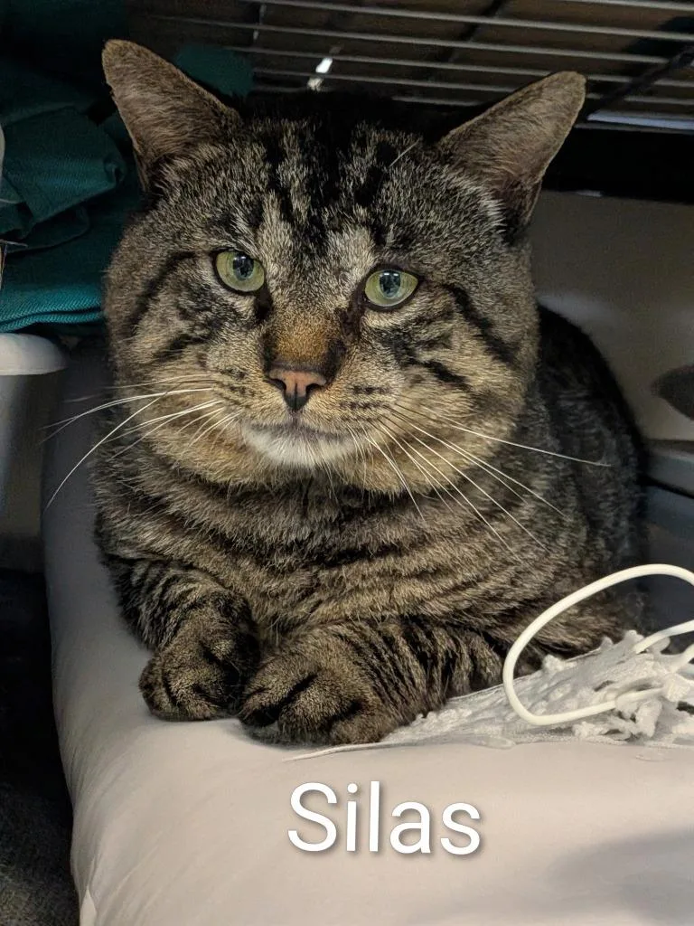An adult large-sized male Domestic Short Hair cat named Silas for adoption in Jim Thorpe, PA