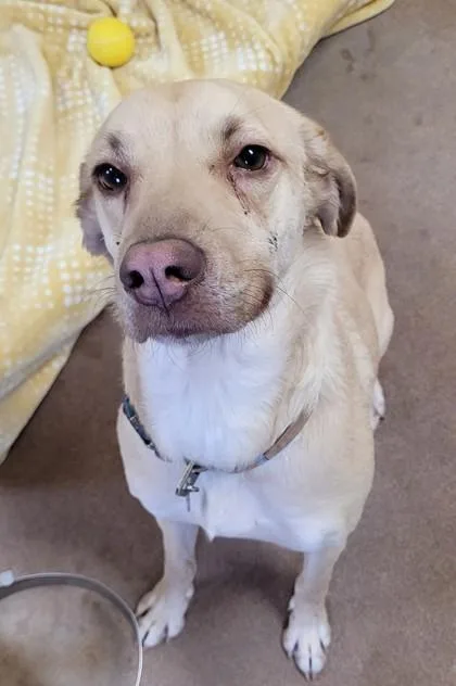 An adult medium-sized female Black Mouth Cur dog named Molly for adoption in Kalispell, MT