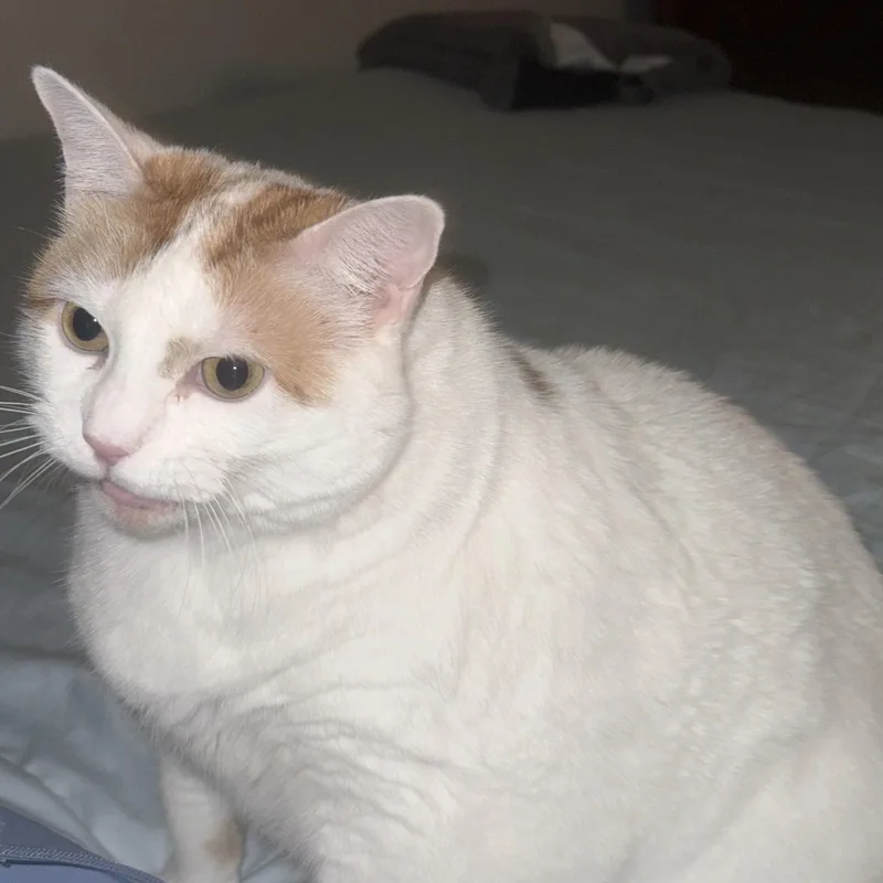 An adult medium-sized female Orange & White Domestic Short Hair cat named Tinkerbell for adoption in Bentonville, AR