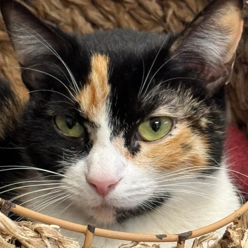 An adult medium-sized female Tortoiseshell Domestic Short Hair cat named Moonclaw for adoption in Decatur, GA
