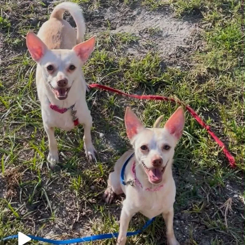An adult small-sized female Yellow / Tan / Blond / Fawn Chihuahua dog named Charlotte for adoption in TITUSVILLE, FL