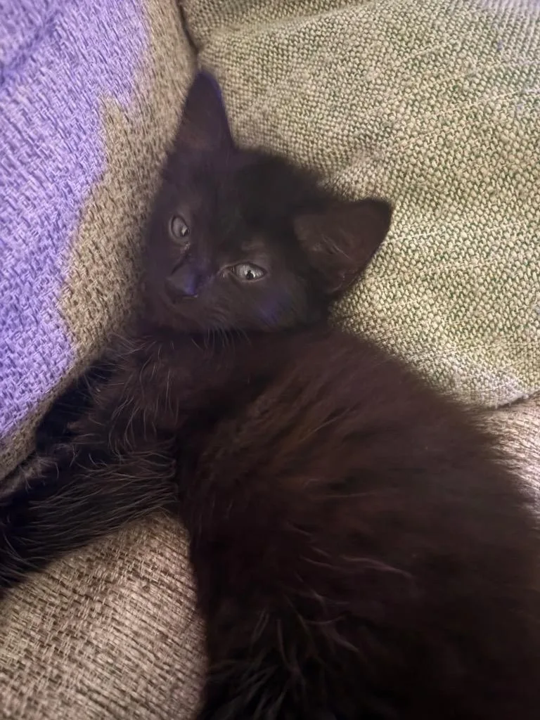 A baby medium-sized male Domestic Short Hair cat named Bagheera for adoption in Tampa, FL