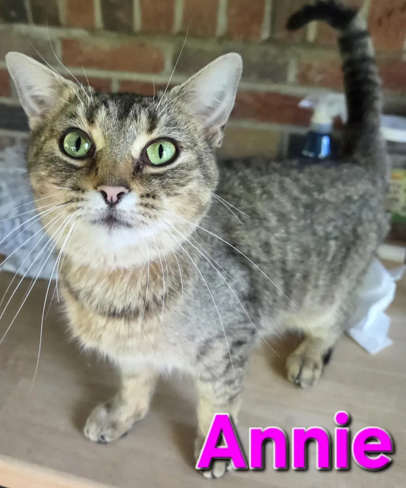 An adult medium-sized female Domestic Short Hair cat named Annie for adoption in Greensburg, PA