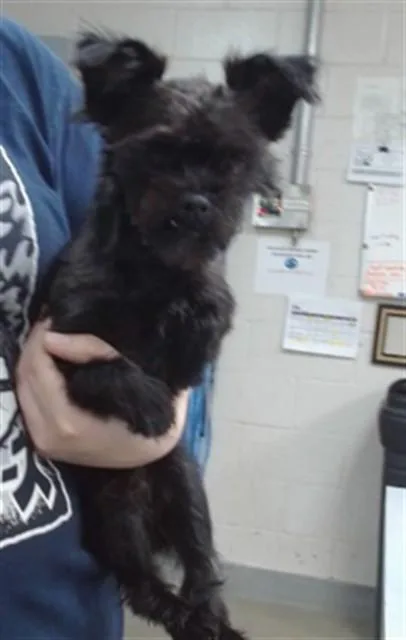 A young small-sized male Terrier dog named Ruger for adoption in Salinas, CA