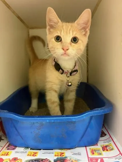 An adult small-sized female Domestic Short Hair cat named Penny for adoption in Mansfield, TX