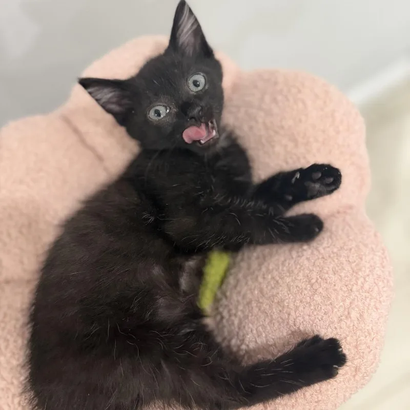 A baby small-sized female Black Domestic Short Hair cat named Clio for adoption in Middle Village, NY