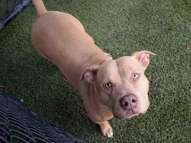 An adult large-sized female American Bulldog dog named Nala for adoption in Miami, FL