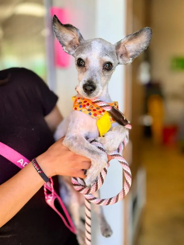 An adult small-sized male West Highland White Terrier / Westie dog named Yeti for adoption in Vallejo, CA