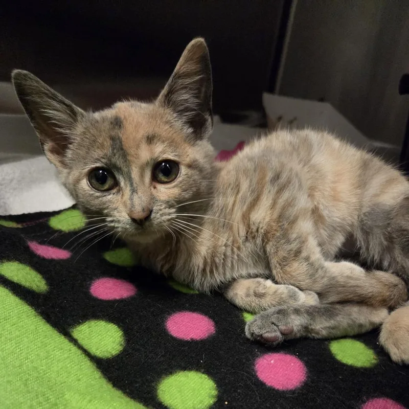 A baby small-sized female Tortoiseshell Domestic Short Hair cat named Oatmeal for adoption in Hinsdale, IL