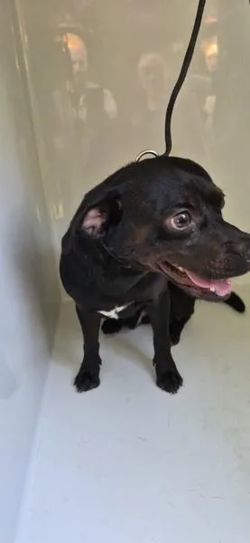 A young small-sized male Terrier dog named Icc Puppuchino for adoption in Lawrenceville, GA