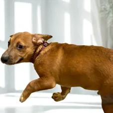 A baby medium-sized male Yellow / Tan / Blond / Fawn Mixed Breed dog named Pumpkin Pie for adoption in Westhampton, NY