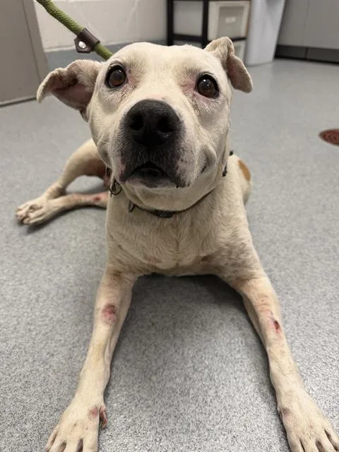 A senior medium-sized female Pit Bull Terrier dog named Sassy for adoption in Indianapolis, IN