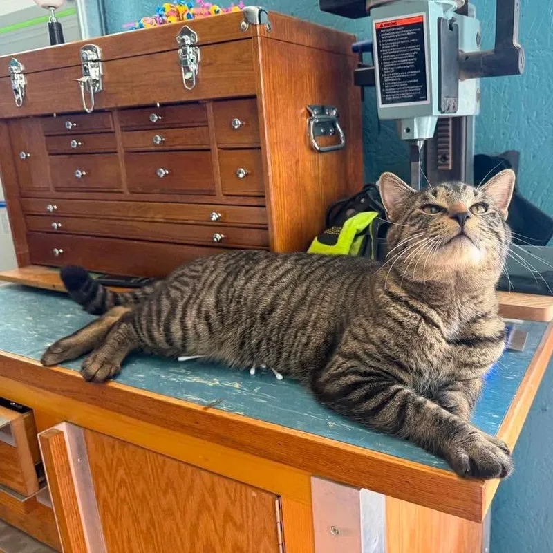 A young large-sized male Tabby (Brown / Chocolate) Domestic Short Hair cat named Chester for adoption in Royal Oak, MI