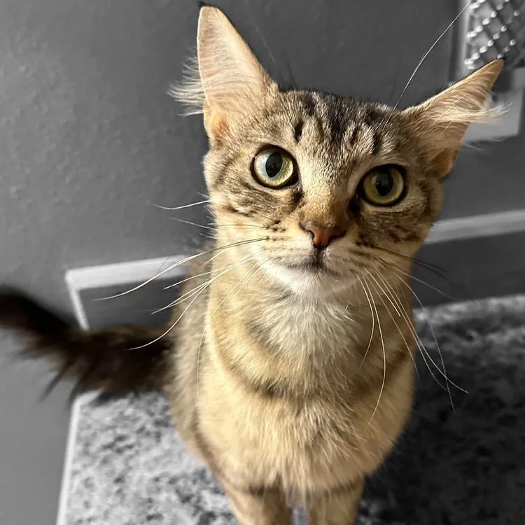 A young medium-sized female Buff / Tan / Fawn Domestic Short Hair cat named Prestyn for adoption in Grantsville, UT