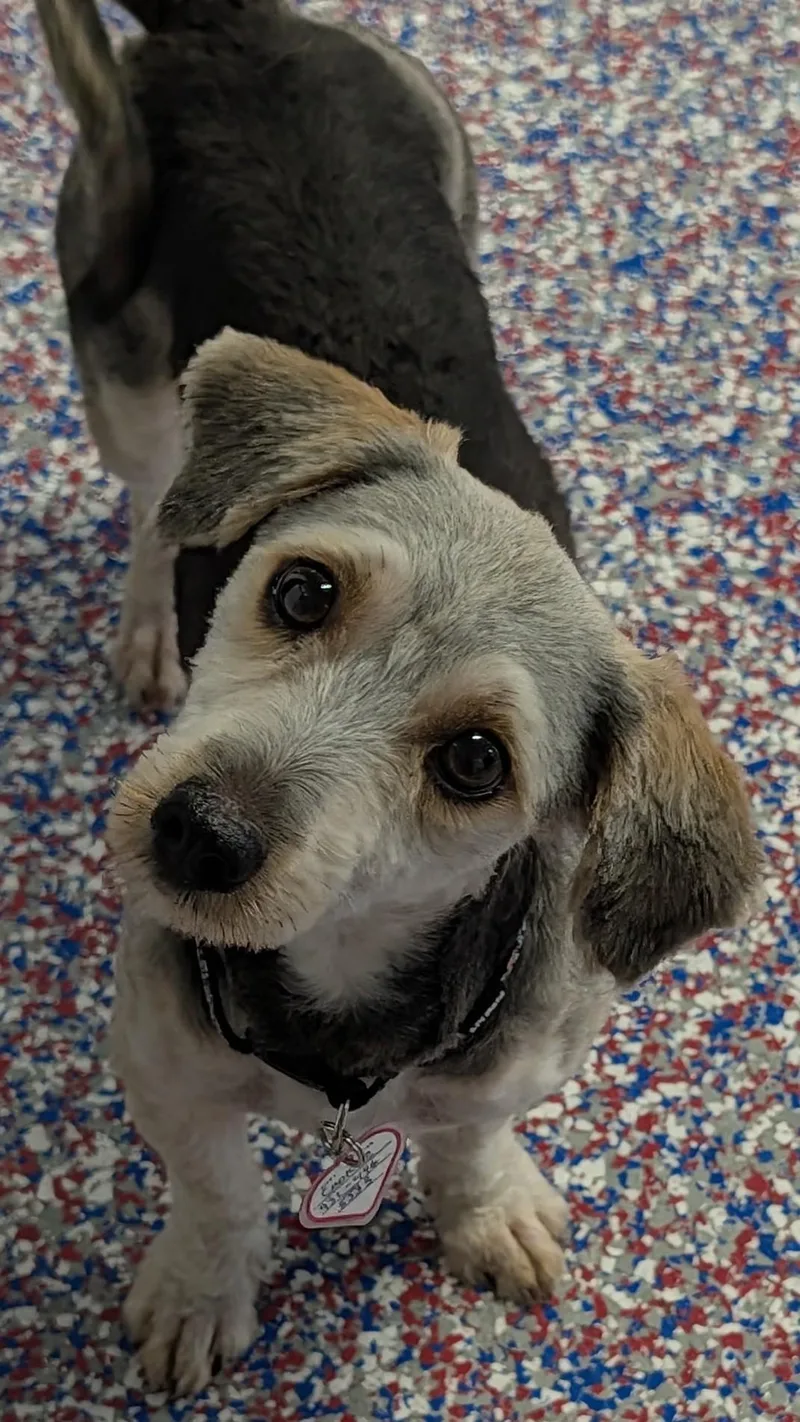 Cookie in TN thumbnail 5