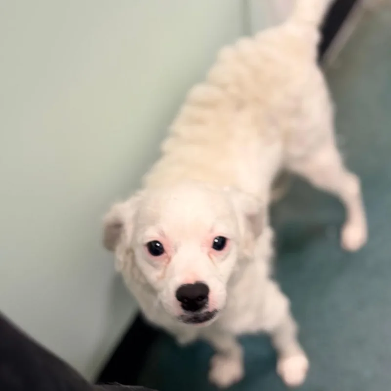 A baby small-sized female Cocker Spaniel dog named Serafina for adoption in Chico, CA