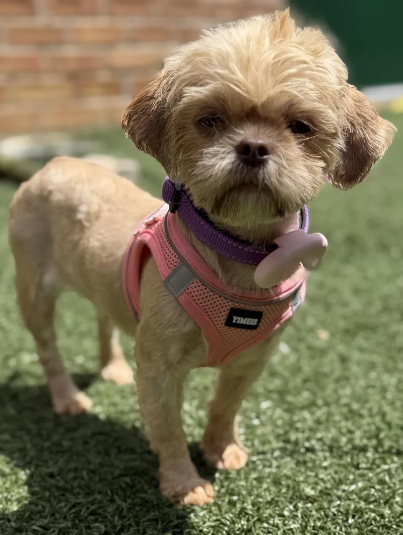 A young small-sized female Shih Tzu dog named Mirella for adoption in Itasca, IL