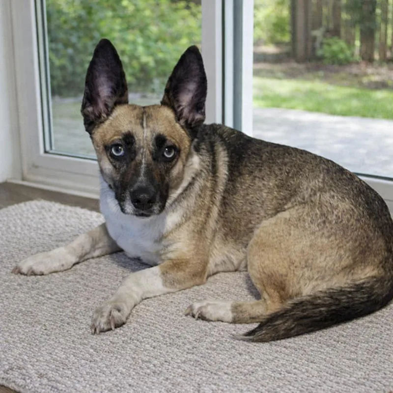 A young small-sized female Tricolor (Brown, Black, & White) Cardigan Welsh Corgi dog named Henrietta Aka Henny for adoption in Escondido, CA