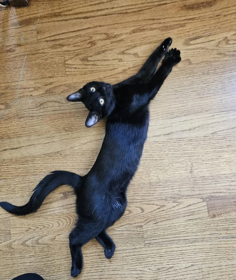 A baby medium-sized male Black Domestic Short Hair cat named Wednesday for adoption in Wheaton, IL