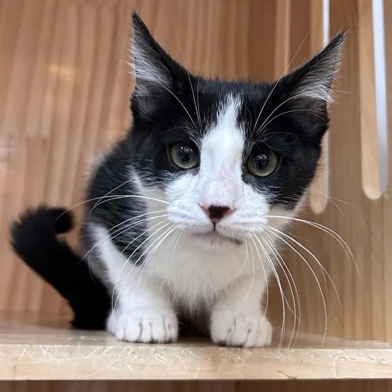A baby small-sized male Black Domestic Short Hair cat named Felix for adoption in Yucca Valley, CA