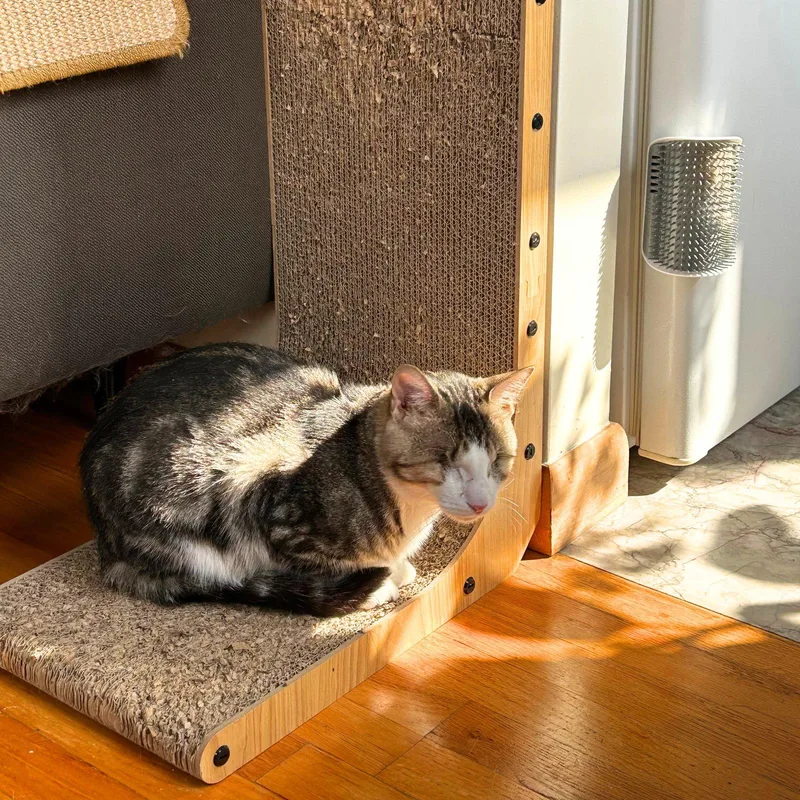 An adult medium-sized male Domestic Short Hair cat named Vinnie for adoption in Brooklyn, NY