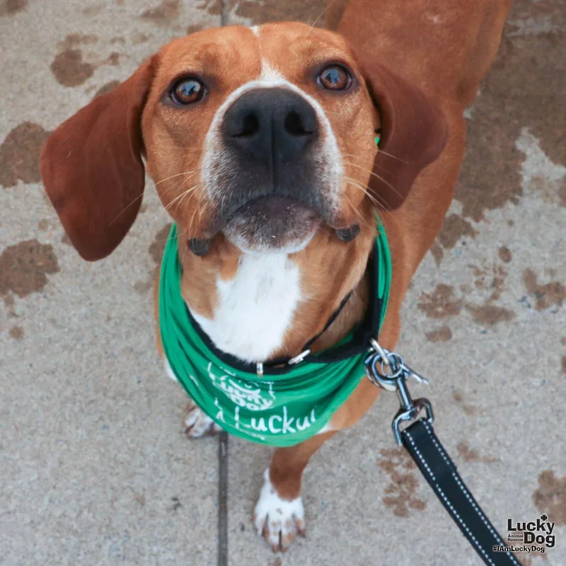 A young medium-sized male Redbone Coonhound dog named Bayou for adoption in Washington, DC