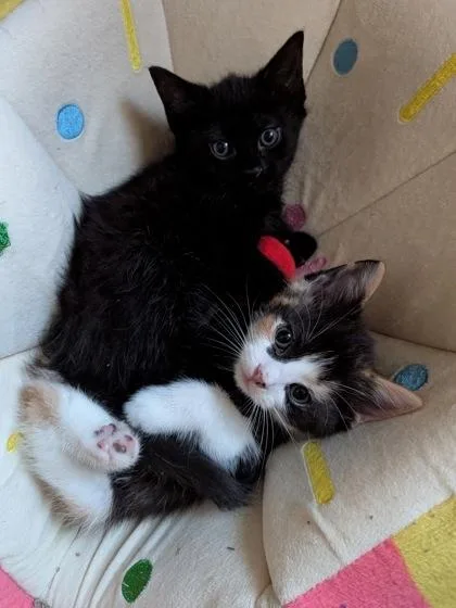 A baby small-sized male Domestic Short Hair cat named Parsley for adoption in West Chester, PA