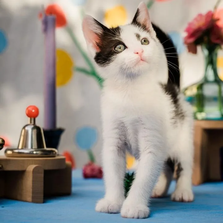 A baby small-sized female Black Domestic Short Hair cat named Amber KreftGutierrez for adoption in Morrison, CO