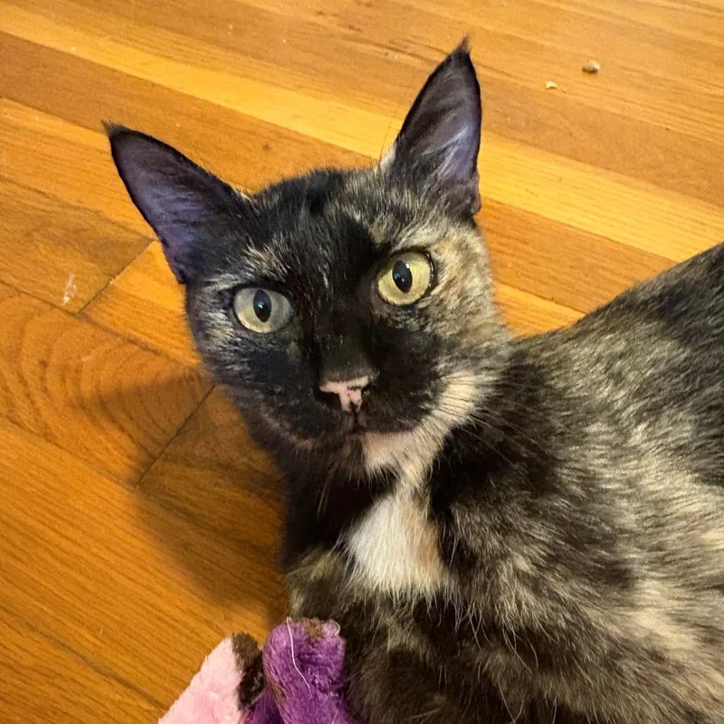 An adult medium-sized female Domestic Short Hair cat named Niki for adoption in Cumming, GA