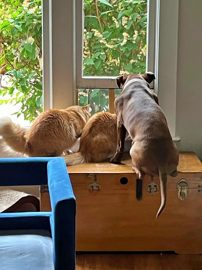 An adult medium-sized male Orange / Red Domestic Long Hair cat named MIKEY & LEO A for adoption in Hillsboro, OR