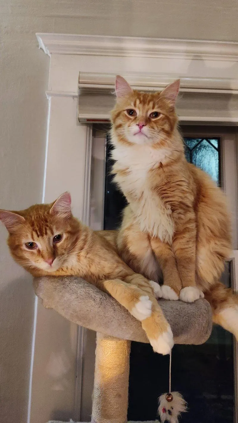 MIKEY & LEO A thumbnail 3