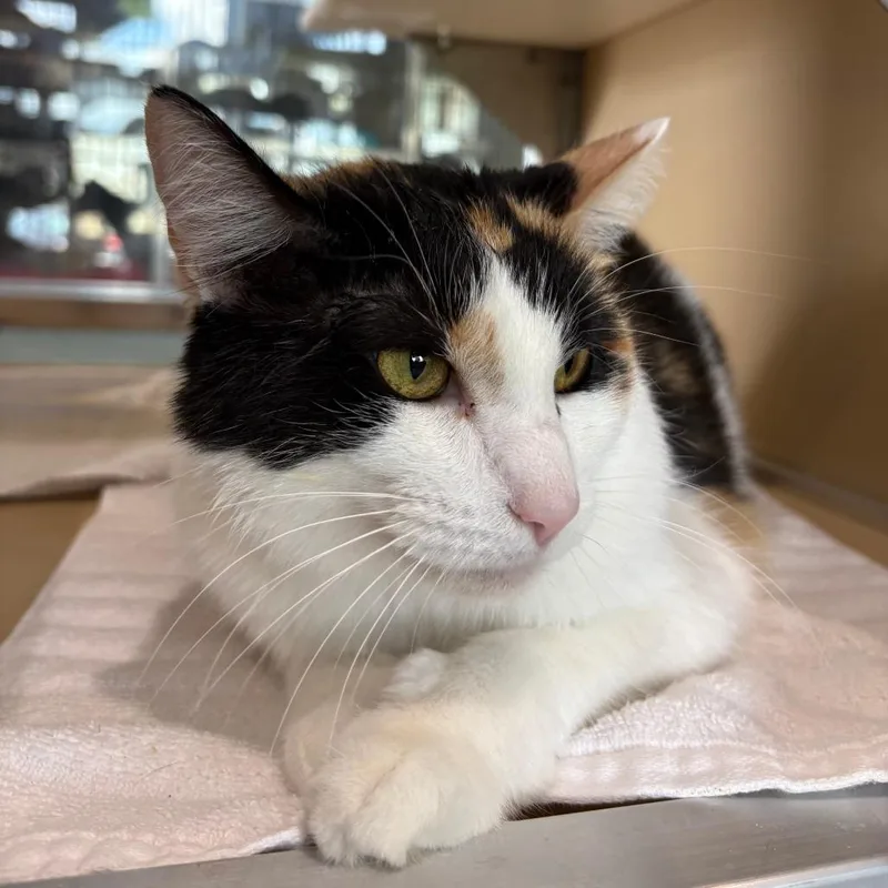 An adult large-sized female Calico Domestic Medium Hair cat named Autumn for adoption in Leander, TX