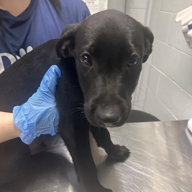 A baby small-sized male Gray / Blue / Silver Mixed Breed dog named Rocky Road for adoption in Summerville, SC