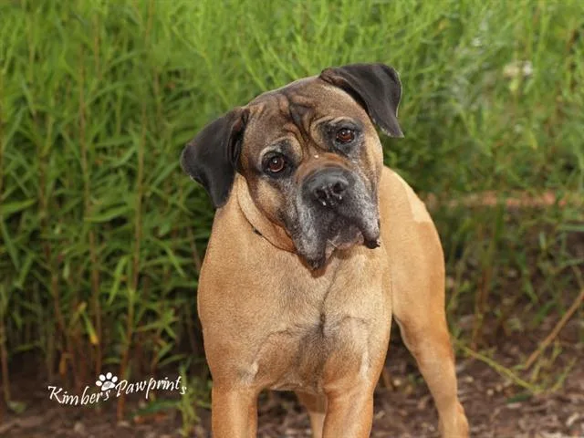 An adult large-sized male Mastiff dog named Zeus for adoption in Omaha, NE