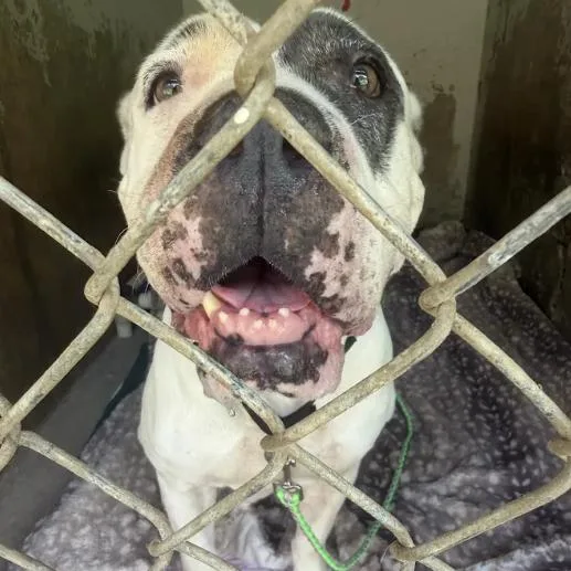 An adult large-sized female White / Cream American Bulldog dog named YouTube for adoption in Austin, TX