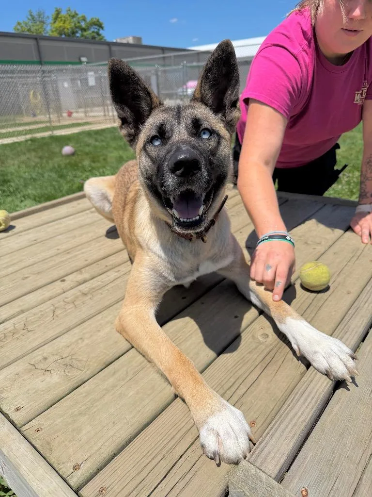 A young medium-sized female Belgian Shepherd / Malinois dog named Mia for adoption in Pierceton, IN