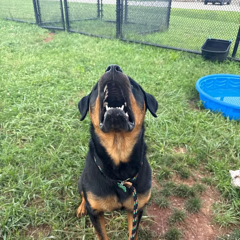 An adult large-sized female Black Rottweiler dog named Dior for adoption in York, PA