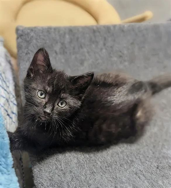 A baby small-sized female Domestic Short Hair cat named Darcy for adoption in Tustin, CA