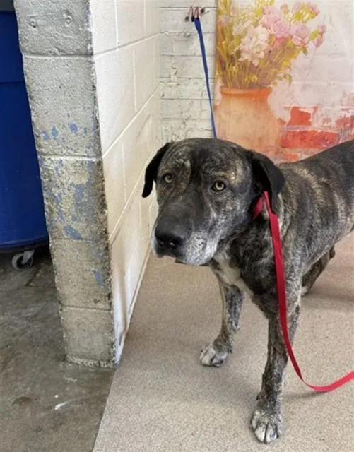 A young medium-sized male Pit Bull Terrier dog named Charlie for adoption in San Bernardino, CA