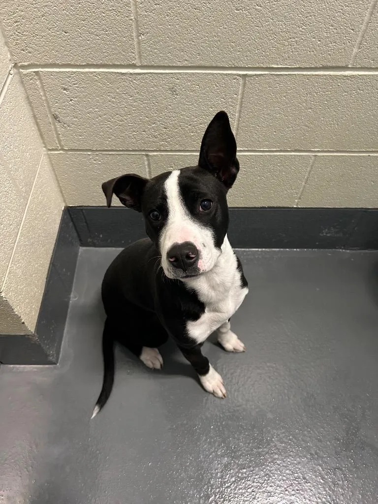 A baby medium-sized female Pit Bull Terrier dog named Ella for adoption in Johnson City, TN