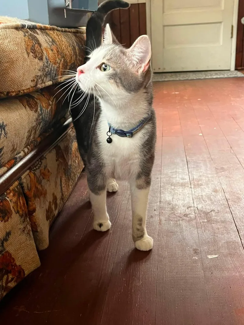 A young medium-sized male Gray & White Domestic Short Hair cat named Paul for adoption in hinckley, IL