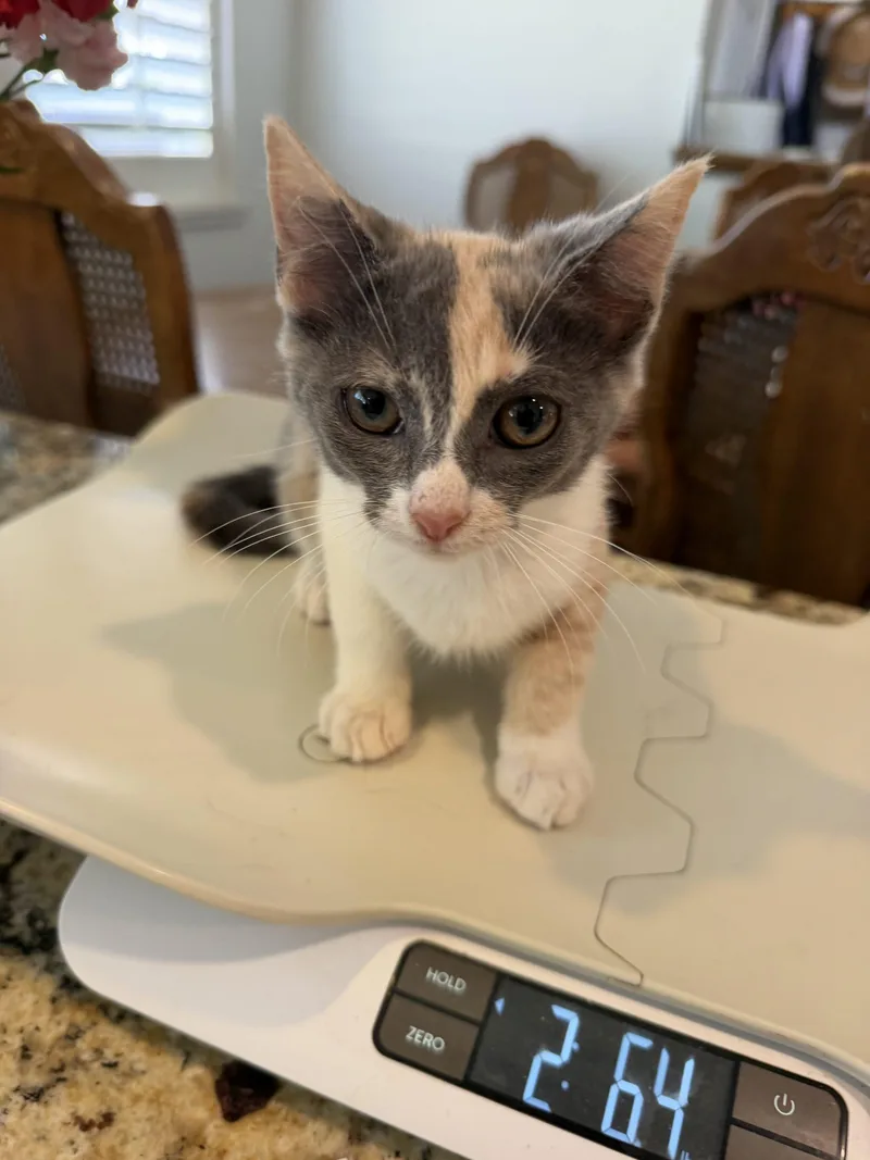 A baby small-sized female Cream / Ivory Domestic Medium Hair cat named Amo for adoption in Visalia, CA