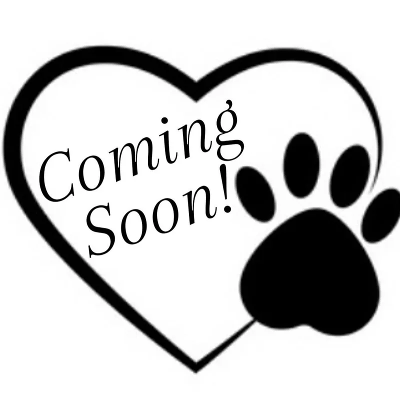 An adult medium-sized male Black Domestic Short Hair cat named Ollie for adoption in Jasper, IN